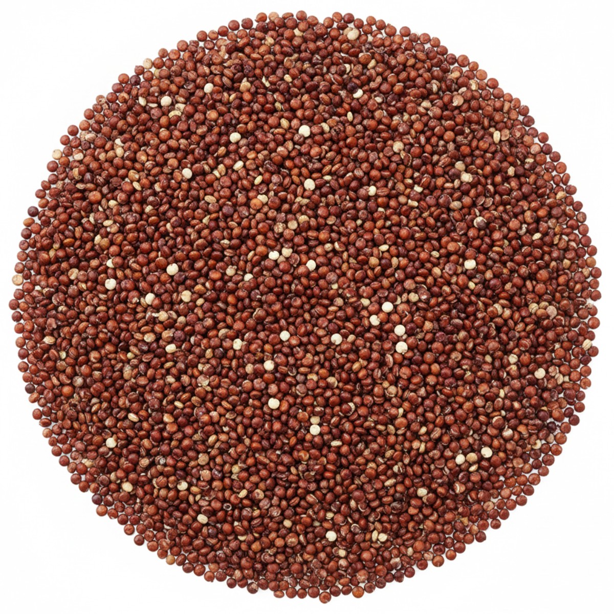 Komosa ryżowa czerwona